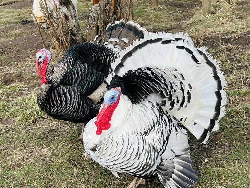 black or white turkey.jpg